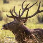 Deprem sırasında kayalar koptu, toz bulutu yükseldi