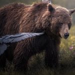 Gölyazı, sonbaharda göçmen kuş misafir ediyor