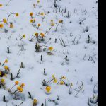 MAYIS’TA KAR BAŞKA GÜZEL