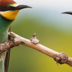 Yürüyen köpek balığı bilim insanlarını şaşırttı