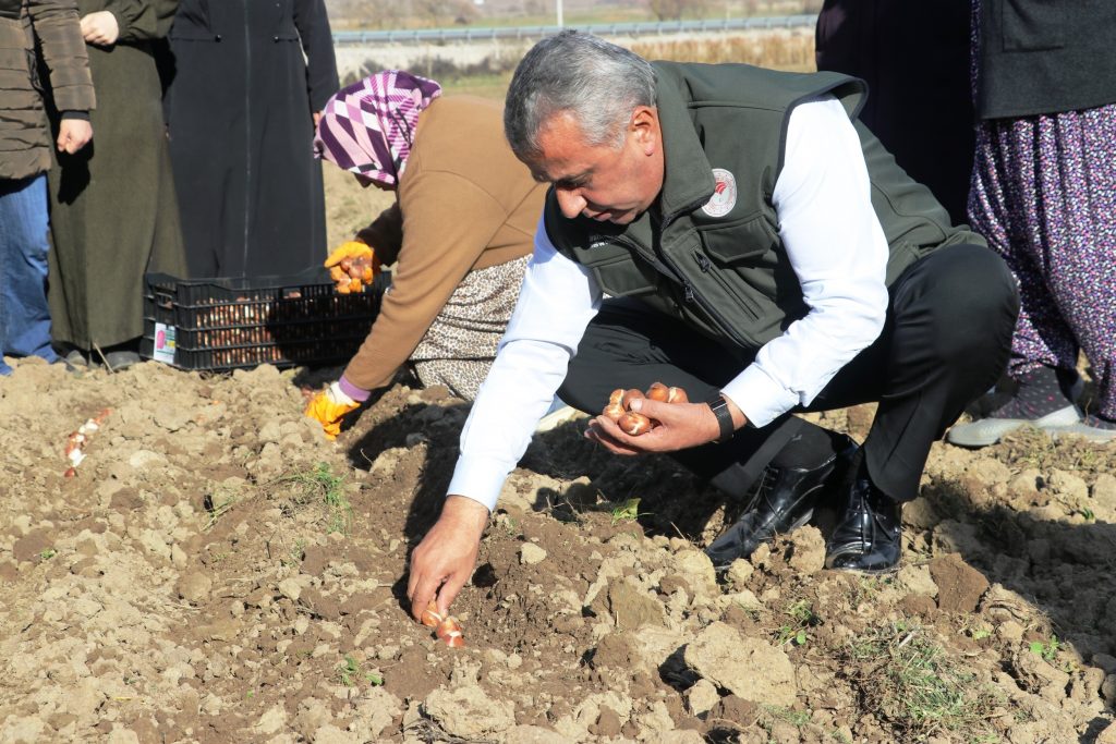 <strong>LADİK’TE LALE SOĞANI DAĞITIMI VE DİKİMİ GERÇEKLEŞTİRİLDİ</strong> 2 IMG 2837