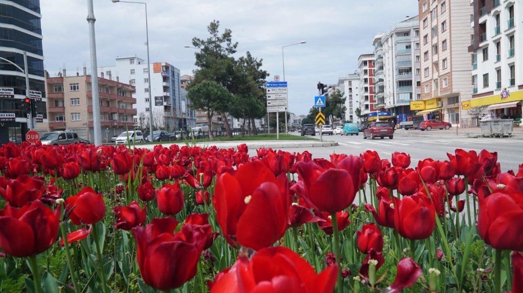 Samsun lalelerle renklendi 5