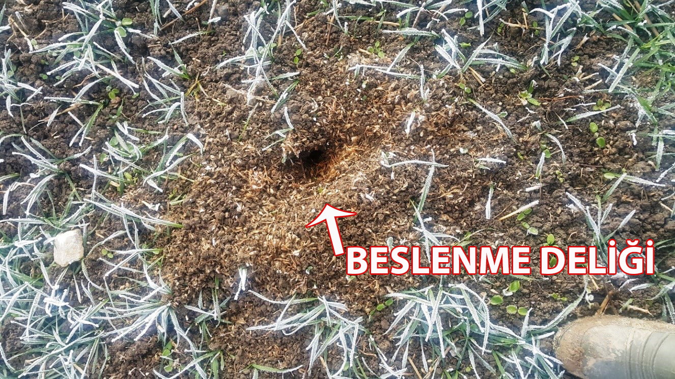 TF1 Beslenme Deligi
