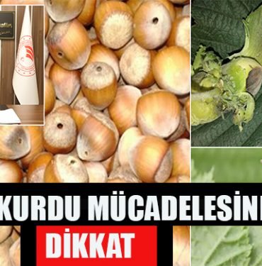 FINDIK KURDU MÜCADELESİNE DİKKAT 17 FIG
