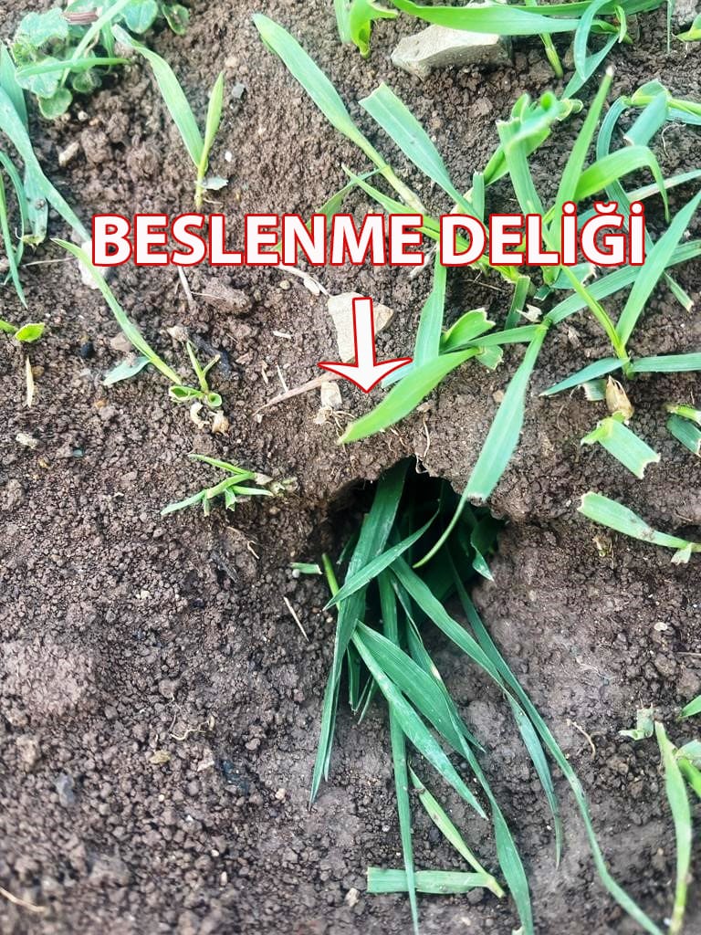 TF2 Beslenme Deligi