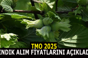 TMO 2025 FINDIK ALIM FİYATLARINI AÇIKLADI: 18 Başlıksız-2